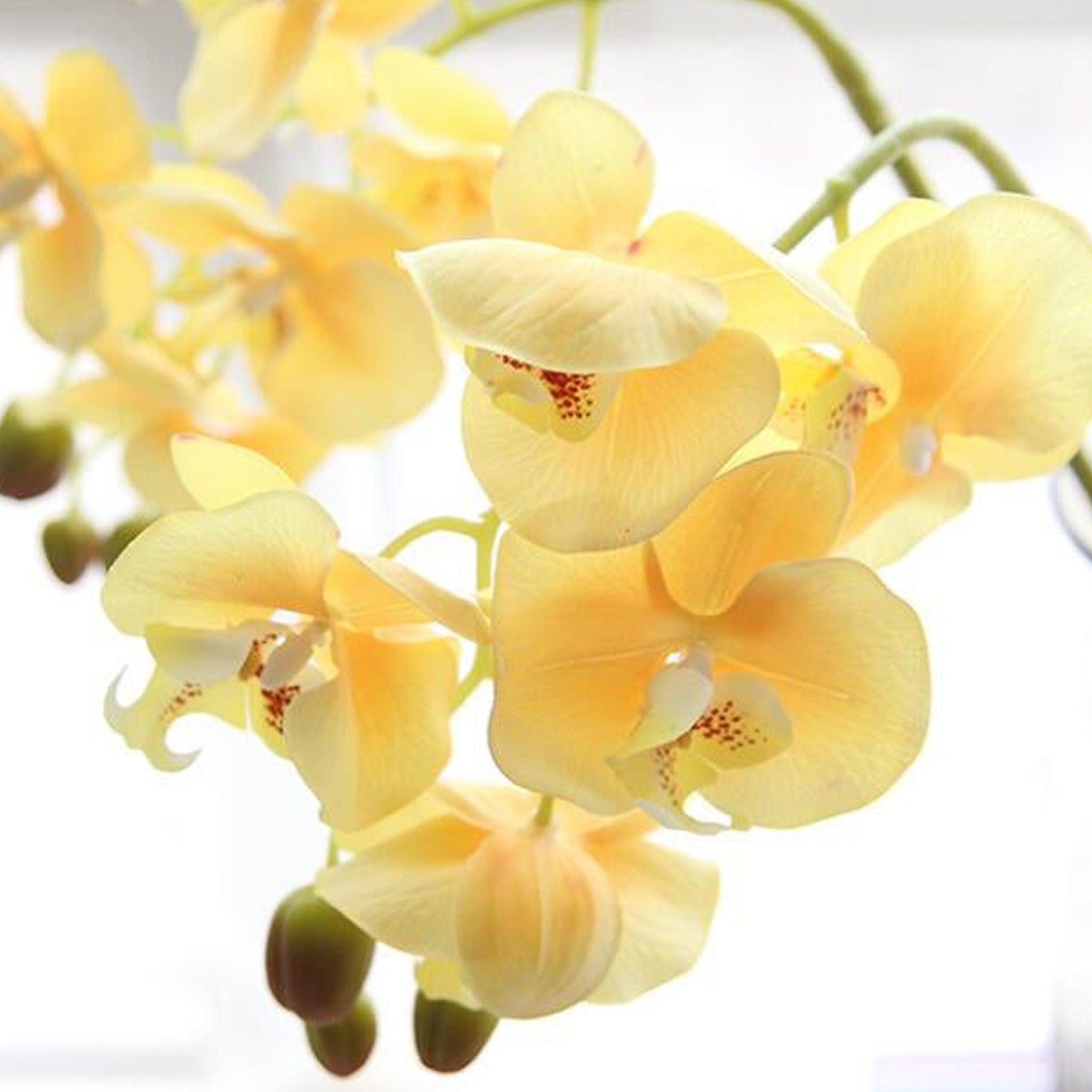 Fake Orchids Flowers White Purple Yellow Fuchsia